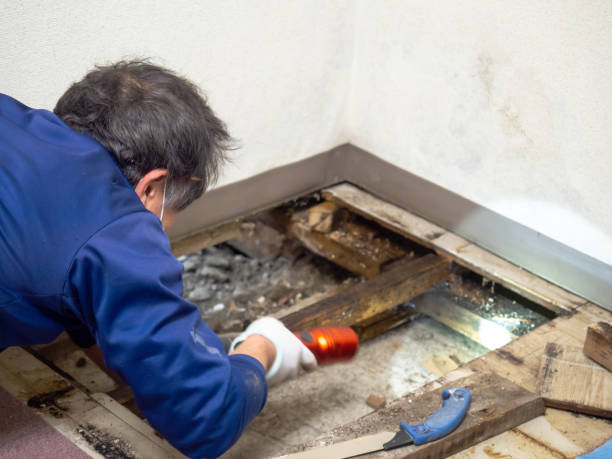 Best Mold Remediation for Specific Building Types in Globe, AZ