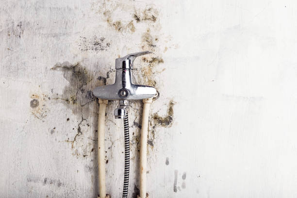 Best Bathroom Mold Remediation in Globe, AZ