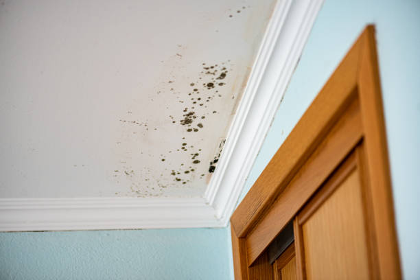 Best Post-Flood Mold Remediation in Globe, AZ