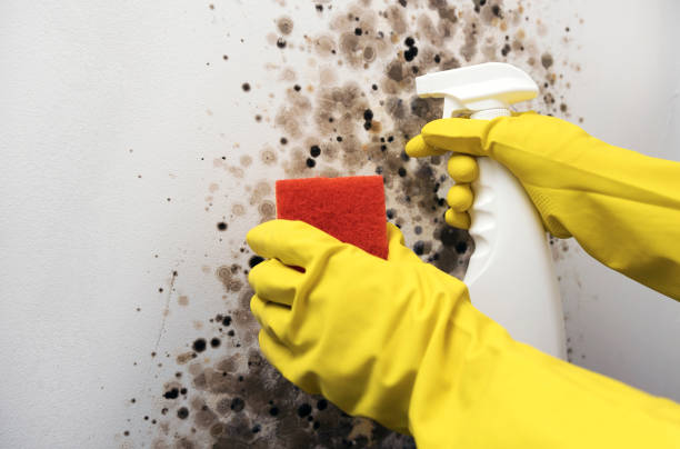 Best Insurance-Related Mold Remediation in Globe, AZ