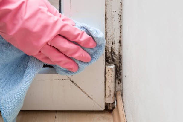 Globe, AZ Mold Remediation Company